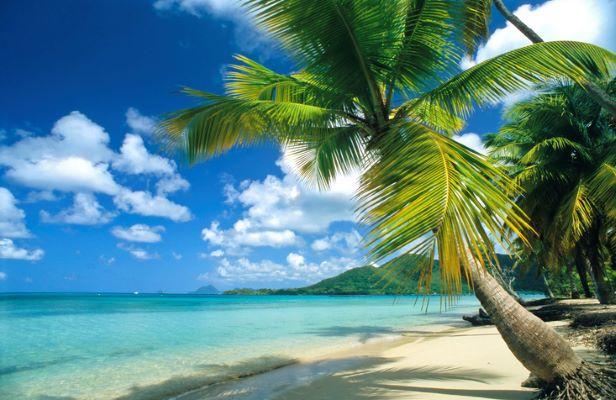 Beautiful Caribbean beach during the day with blue waters and green palm trees.