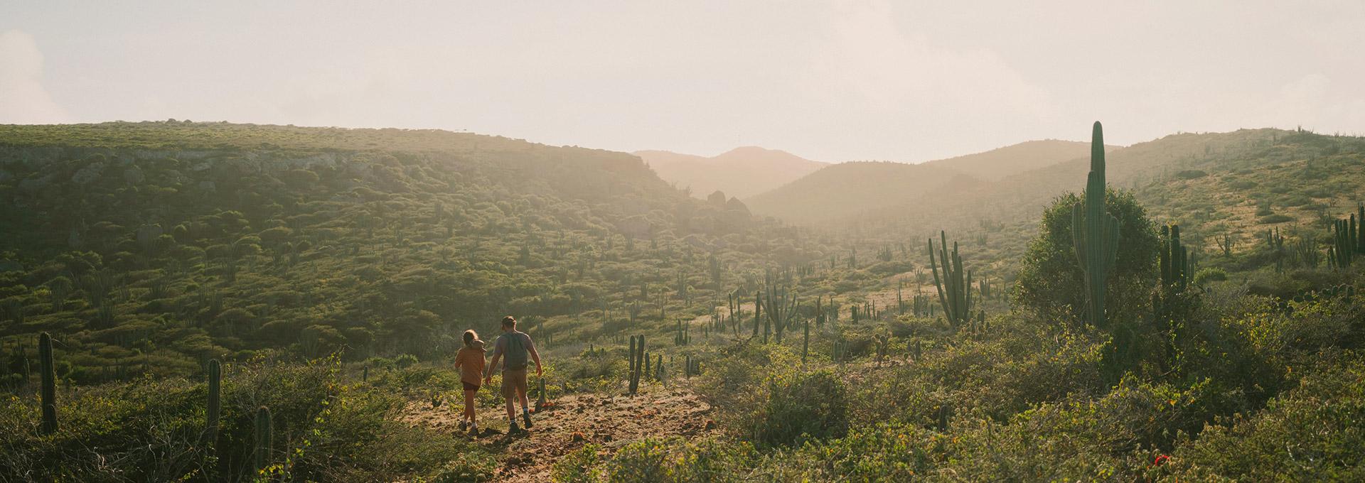 Two hikers explore the rugged terrain of Aruba, walking along a dusty path surrounded by various cacti and scrub brush under a soft, hazy sunlight. 