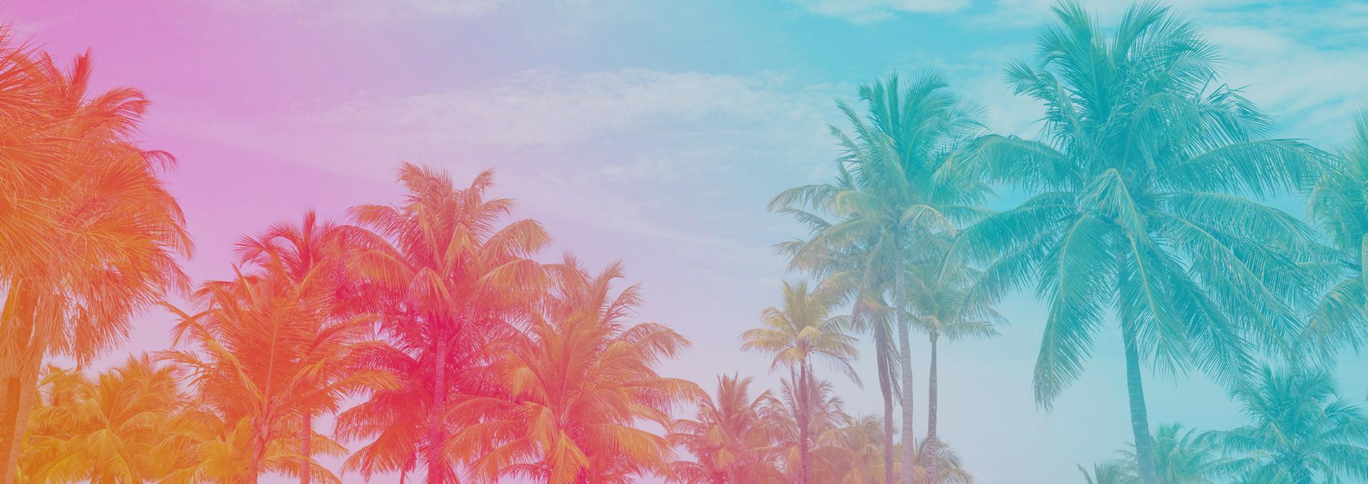 The tops of many palm trees are shown, bathed in a dreamy, colorful light transitioning from warm oranges and pinks on the left to cool blues on the right.